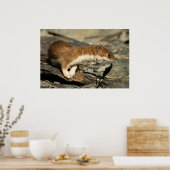 Sniffing Weasel Poster (Küche)