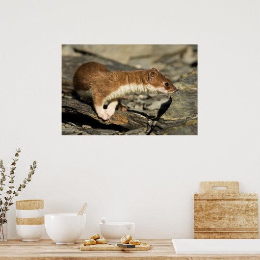 Sniffing Weasel Poster (Küche)
