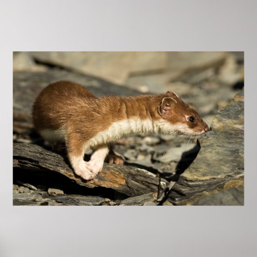 Sniffing Weasel Poster (Vorne)