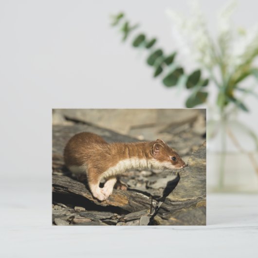 Sniffing Weasel Postkarte (Stehend Vorderseite)