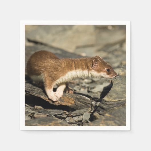 Sniffing Weasel Serviette (Vorderseite)