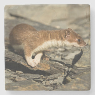 Sniffing Weasel Steinuntersetzer