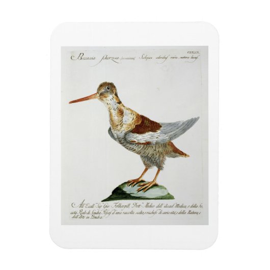 Snipe, c.1767-76 (handfarbene Gravur) Magnet (Vertikal)