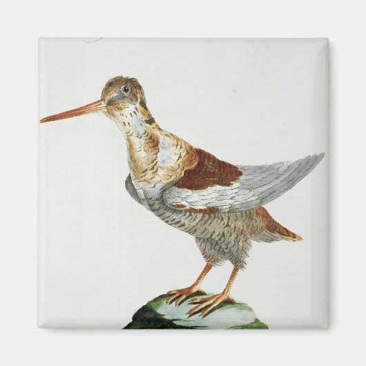 Snipe, c.1767-76 (handfarbene Gravur) Magnet (Vorne)