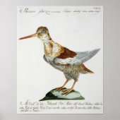 Snipe, c.1767-76 (handfarbene Gravur) Poster (Vorne)