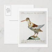 Snipe, c.1767-76 (handfarbene Gravur) Postkarte (Vorne/Hinten)