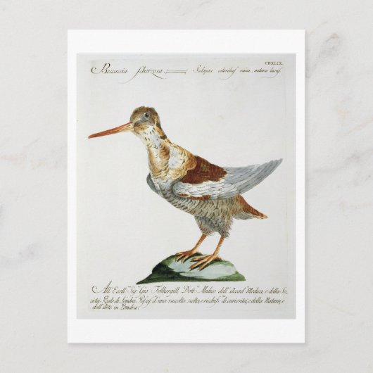 Snipe, c.1767-76 (handfarbene Gravur) Postkarte (Vorderseite)