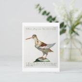Snipe, c.1767-76 (handfarbene Gravur) Postkarte (Stehend Vorderseite)