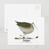 Snipe vogel, tony fernandes postkarte (Vorne/Hinten)