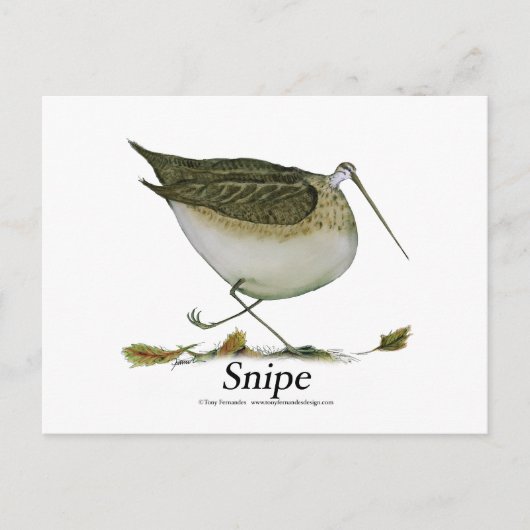 Snipe vogel, tony fernandes postkarte (Vorderseite)