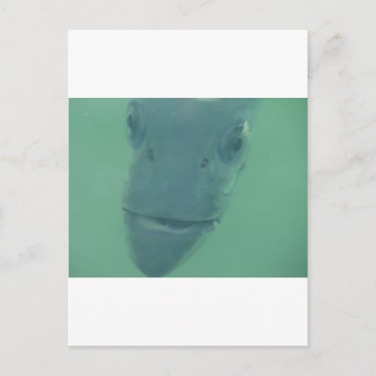 Snook Postkarte (Vorderseite)