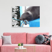 Snoooding Galapagos Sea Lion Leinwanddruck (Insitu (Wohnzimmer))