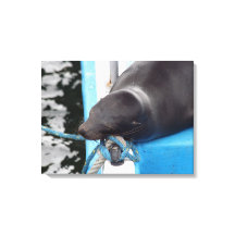 Snoooding Galapagos Sea Lion