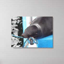 Snoooding Galapagos Sea Lion Leinwanddruck