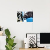 Snoooding Galapagos Sea Lion Poster (Heimbüro)