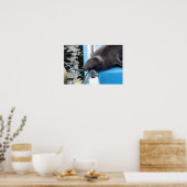 Snoooding Galapagos Sea Lion Poster (Küche)