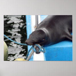 Snoooding Galapagos Sea Lion Poster