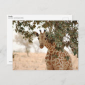 Snoopy Giraffe Postkarte (Vorne/Hinten)