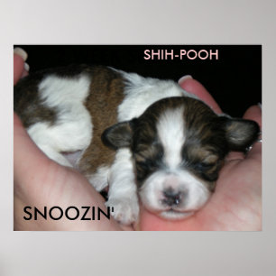 SNOOZIN', 2 WOCHE SHIH-POO, S… POSTER