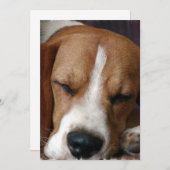 Snoozing Beagle-Einladung Einladung (Vorne/Hinten)