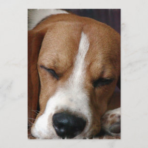 Snoozing Beagle-Einladung Einladung