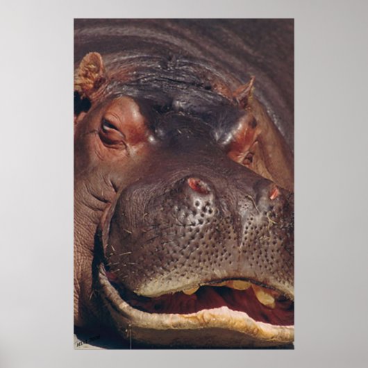 Snoozing Hippopotamus Portrait Poster (Vorne)