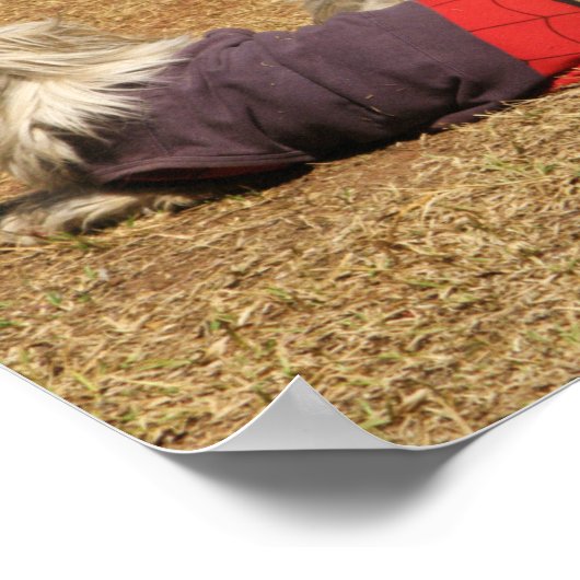 Snoozing in Nong Khai Poster (Ecke)