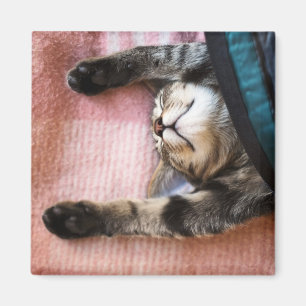 Snoozing Kätzchen Magnet
