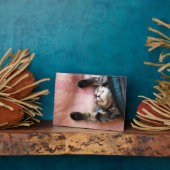 Snoozing Kitten Fotoplatte (Seite)