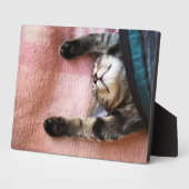 Snoozing Kitten Fotoplatte (Seite)
