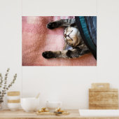 Snoozing Kitten Poster (Küche)