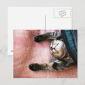 Snoozing Kitten Postkarte (Vorne/Hinten)