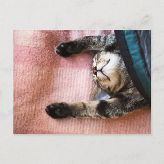 Snoozing Kitten Postkarte (Vorderseite)