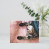 Snoozing Kitten Postkarte (Stehend Vorderseite)