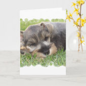 Snoozing Schnauzer-Gruß-Karte Karte (Gelbe Blume)