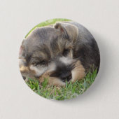Snoozing Schnauzer-Knopf Button (Vorderseite)