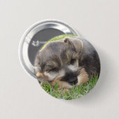 Snoozing Schnauzer-Knopf Button (Vorne & Hinten)
