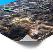 Snorkel Poipu Poster (Ecke)