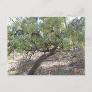 Snottygobble Old Hag Bush Tree Postkarte
