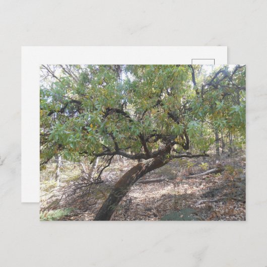 Snottygobble Old Hag Bush Tree Postkarte (Vorne/Hinten)