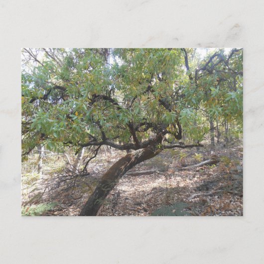 Snottygobble Old Hag Bush Tree Postkarte (Vorderseite)