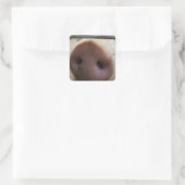 Snout Quadratischer Aufkleber (Tasche)