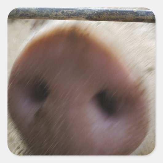 Snout Quadratischer Aufkleber (Vorderseite)
