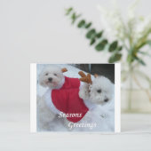 Snow Babys Feiertagspostkarte (Stehend Vorderseite)