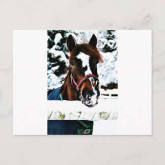 Snow Beauty Postkarte