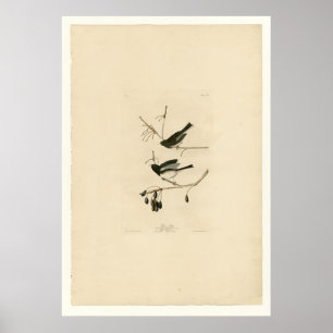 Snow Bird Poster