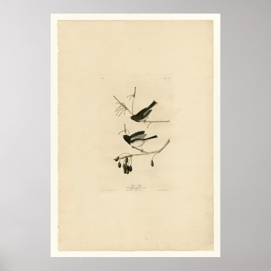 Snow Bird Poster (Vorne)