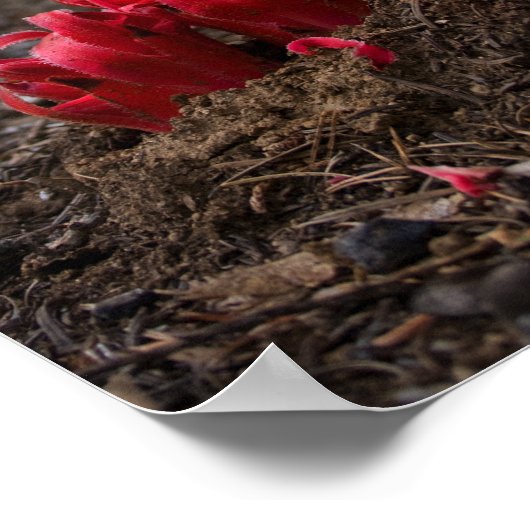 Snow Blossoms Poster (Ecke)