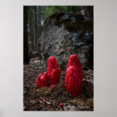 Snow Blossoms Poster (Vorne)