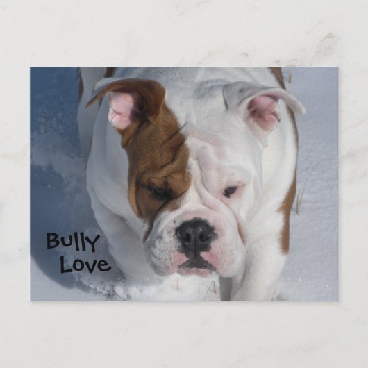 Snow Bully 2 - English Bulldog Postkarte (Vorderseite)
